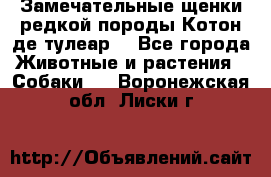 Замечательные щенки редкой породы Котон де тулеар  - Все города Животные и растения » Собаки   . Воронежская обл.,Лиски г.